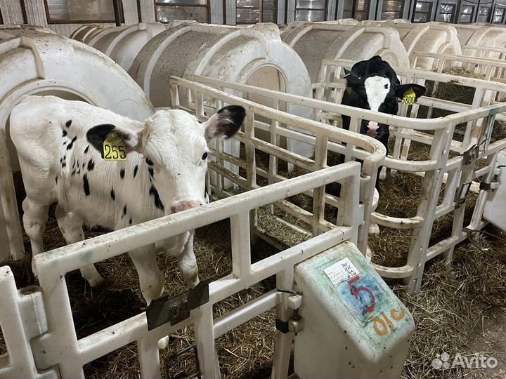 Бычки и тёлки