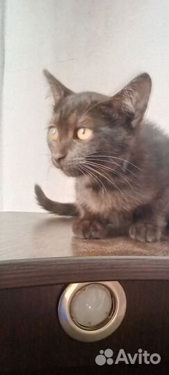 В д в добрые руки в подарок три пачки корма