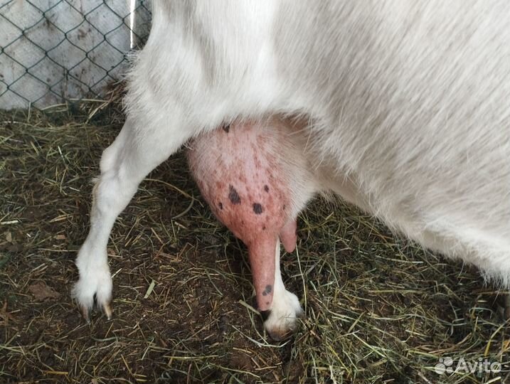 Продам дойную козу, Нуб-Заанинка