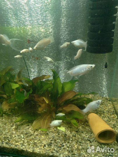 Аквариумные рыбки