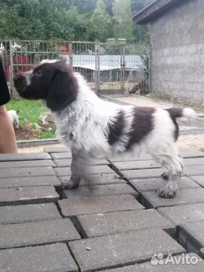 Продажа щенков дратхаара