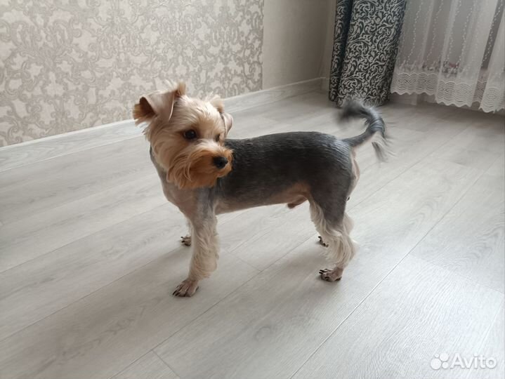 Йоркширский терьер вязка мальчик стандарт