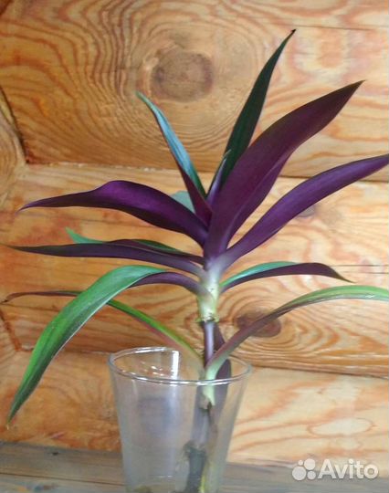 Традесканция рэо