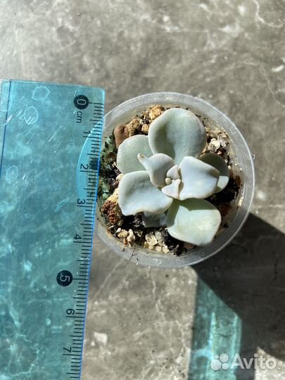 Суккуленты; эхеверии, крассулы