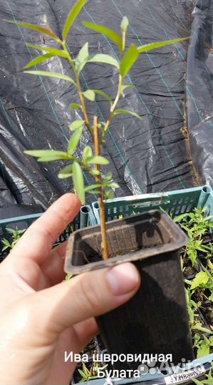 Саженцы Ивы. Разные сорта