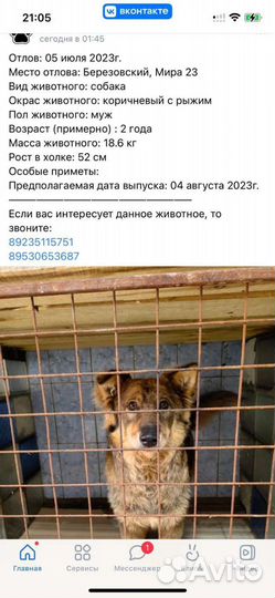 Собака в добрые руки