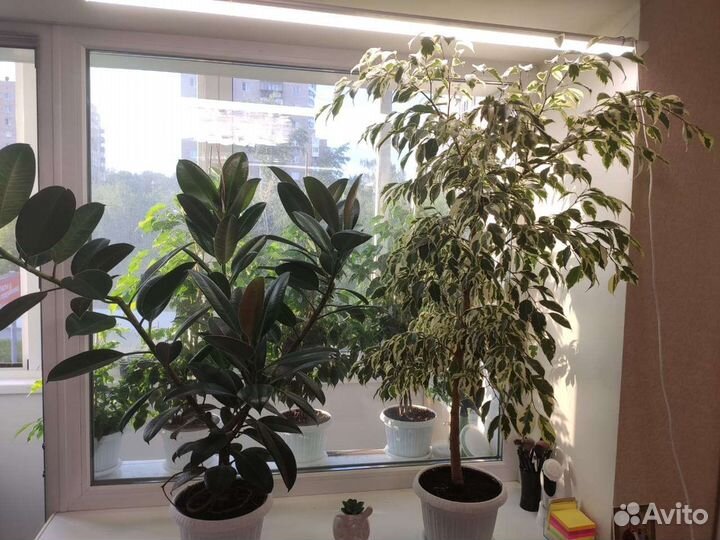 Фикус бенджамина