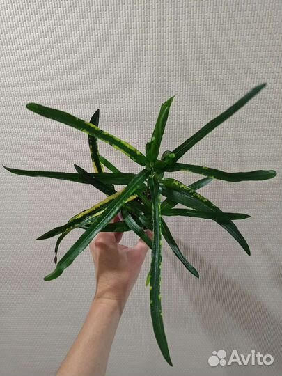 Кодиеум кротон Твист энд Поинт (или Пигтейл)