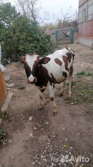 Телята бычки