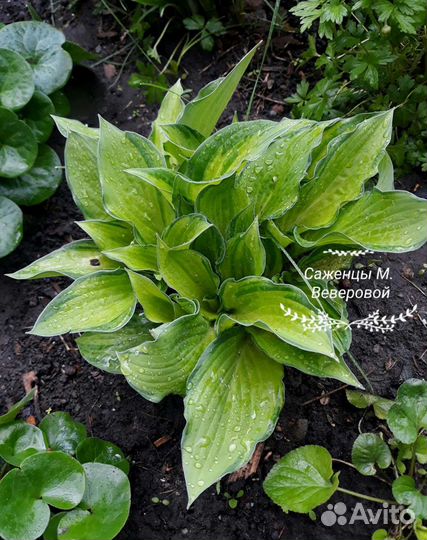 Травы мv для сада и цветы