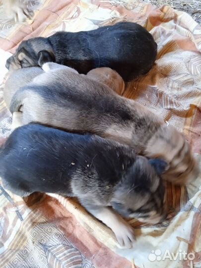 Щенки русской гончей