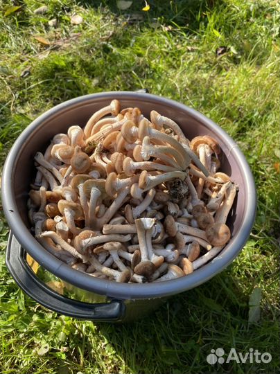 Доставка грибы опята свежие