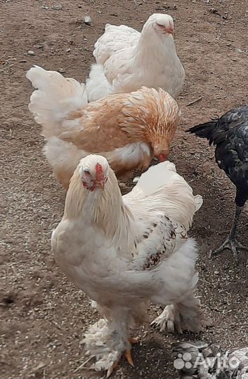 Пара редкий Брама