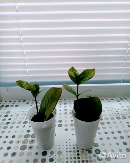 Замеокулькас