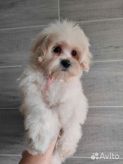 Мальтипу мини девочка