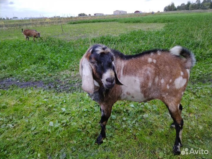 Нубийский козел