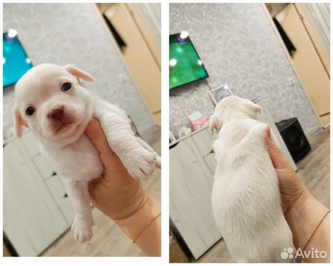 Щенки чихуахуа 3 мальчика