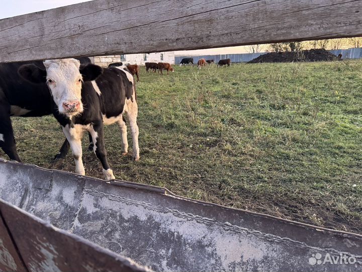 Продаются телята телки