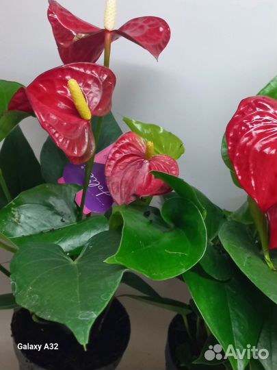 Антуриум. Бобби ред