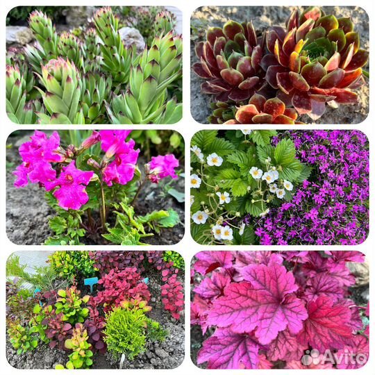 Многолетние цветы и др