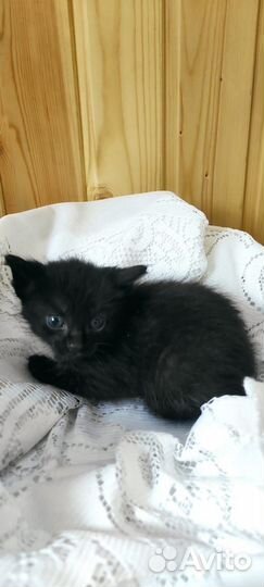 Котята