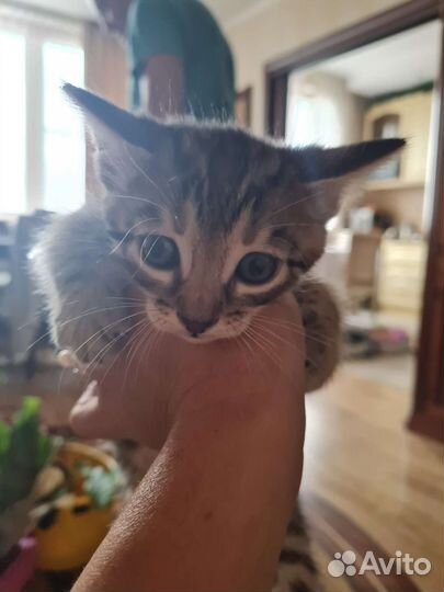 Бенгальские котята