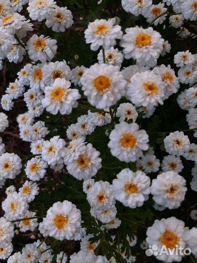 Многолетний цветок