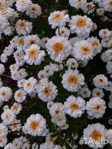 Многолетний цветок