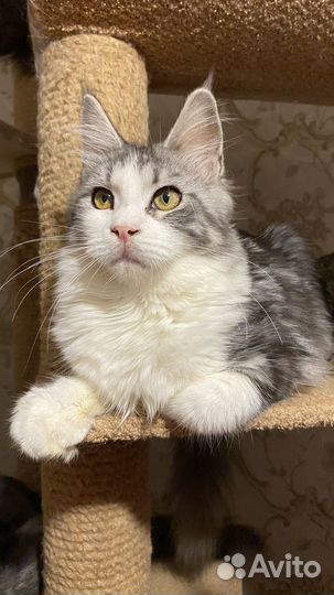 Мейнкун Филадельфия