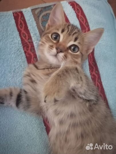 Отдам котика в добрые руки