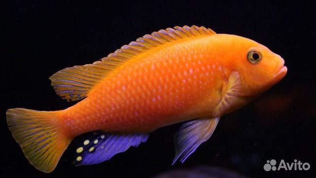Аквариумные рыбки от компании 