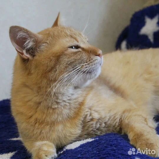 Рыжий кот особенный