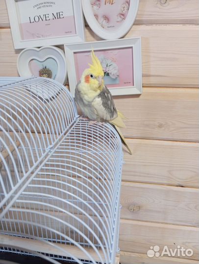 Попугай корелла