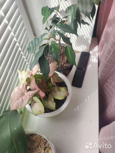 Продам цветы комнатные