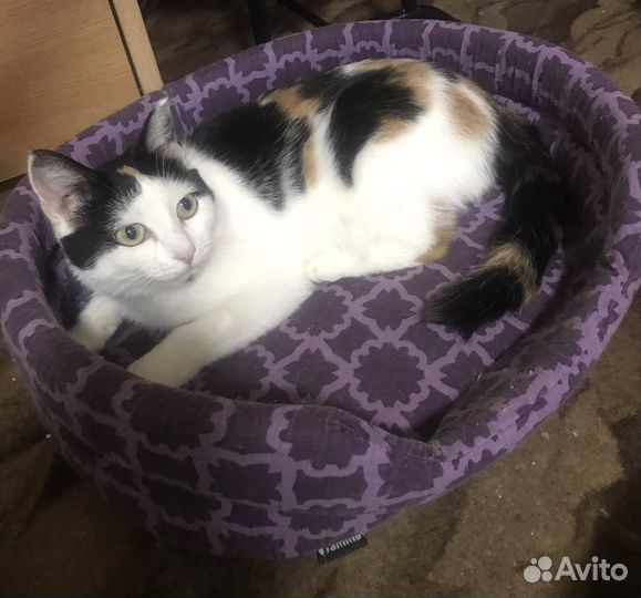 Кошка