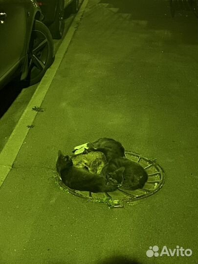 Одинокие котята без мамы на улице