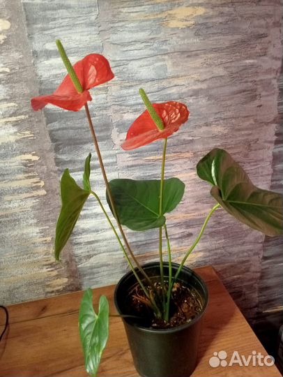 Комнатные цветы Антуриум