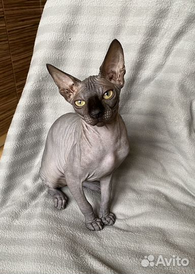 Замурчательные коты