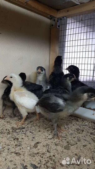 Цыплята от суточных до 4х мес.и куры несушки