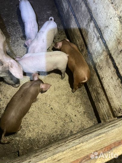 Поросята породы Дюрок