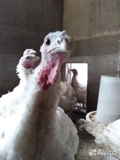 Продам Индейку