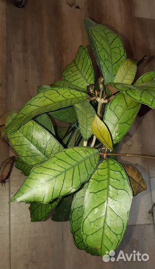 Комнатные растения