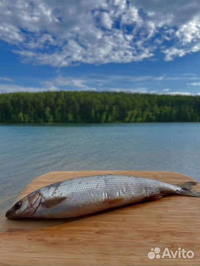 Рыба (омуль, сиг, хариус)
