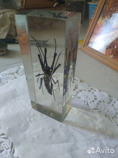 Оргстекло насекомое