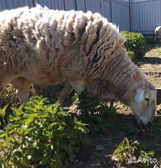 Катумские баранчики
