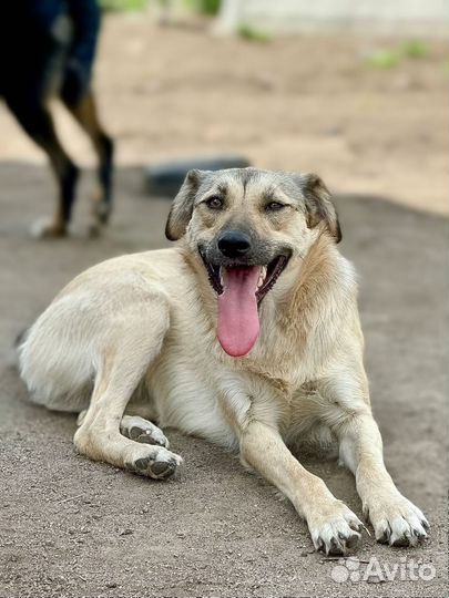 Собака Мэри