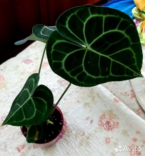 Антуриум кларинервиум
