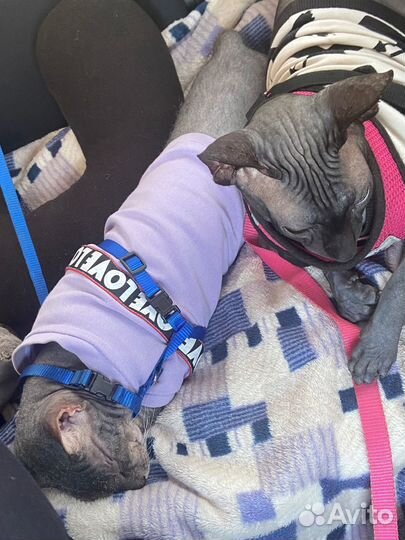 Одежда для собак и кошек