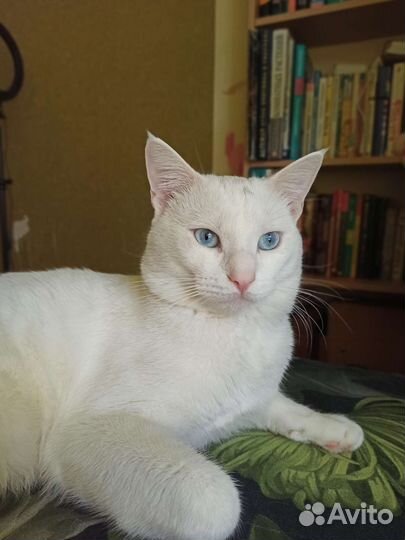 Вязка Кот Турецкий Ван без родословной,с вет.пасп