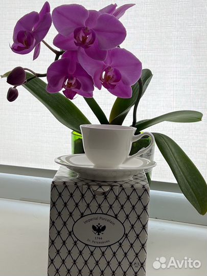 Кофейная пара ифз лфз Сувенир из Санкт-Петербурга